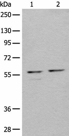 URI1 Polyclonal Antibody (E-AB-19640)