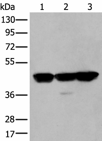 PLAG1 Polyclonal Antibody (E-AB-53519)