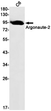 Recombinant Argonaute 2 Monoclonal Antibody (E-AB-81531)