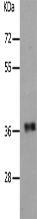 PARD6A Polyclonal Antibody (E-AB-15820)