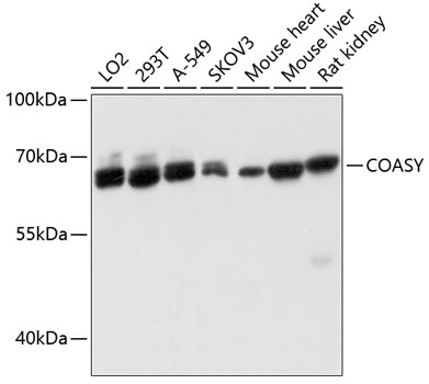 COASY Polyclonal Antibody (E-AB-63652)