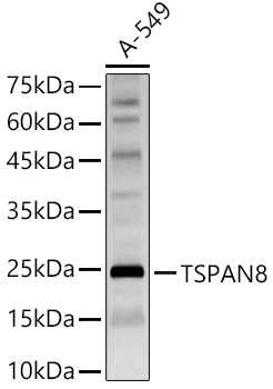 TSPAN8 Polyclonal Antibody (E-AB-90628)