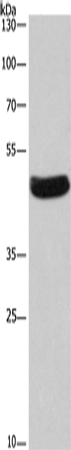 SEPT7 Polyclonal Antibody (E-AB-11062)