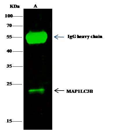 LC3B/MAP1LC3B Polyclonal Antibody (AN100006P)