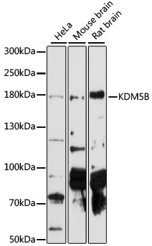 JARID1B Polyclonal Antibody (E-AB-90735)