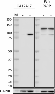 Purified anti-Cleaved PARP (Asp214) Recombinant Antibody (669901)