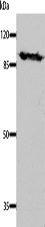 DNM1 Polyclonal Antibody (E-AB-15607)