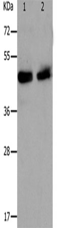 PAWR Polyclonal Antibody (E-AB-12612)