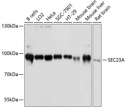 SEC23A Polyclonal Antibody (E-AB-63626)
