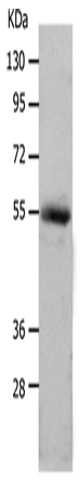MMP17 Polyclonal Antibody (E-AB-15776)