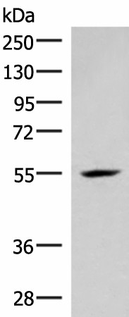 IRX4 Polyclonal Antibody (E-AB-52042)