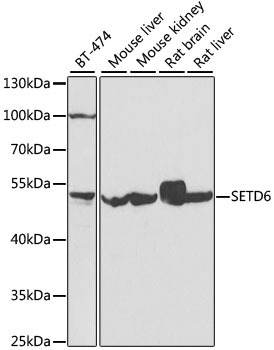 SETD6 Polyclonal Antibody (E-AB-61601)