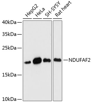 NDUFAF2 Polyclonal Antibody (E-AB-64974)