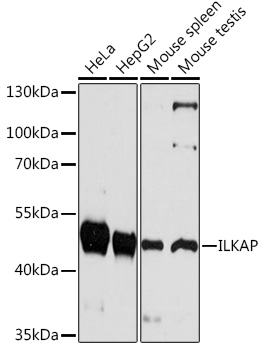 ILKAP Polyclonal Antibody (E-AB-90793)