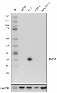Purified anti-LMO2 Antibody (648846)