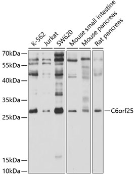 C6orf25 Polyclonal Antibody (E-AB-90093)