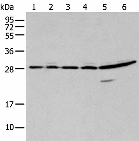 SFN Polyclonal Antibody (E-AB-18436)