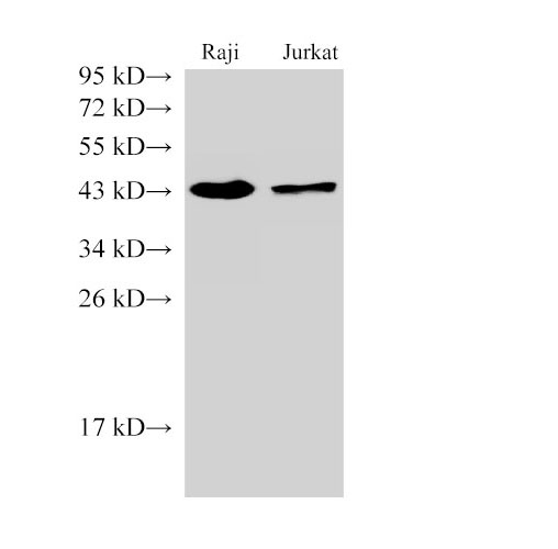 CD38 Polyclonal Antibody (D-AB-10217L)