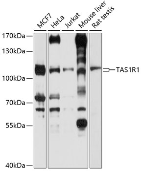 TAS1R1 Polyclonal Antibody (E-AB-90094)