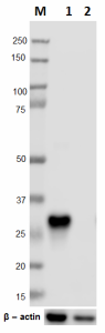 Ultra-LEAF™ Purified anti-c-Myc Antibody (626807)