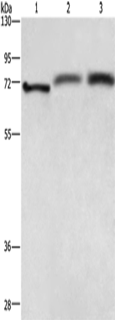 RDX Polyclonal Antibody (E-AB-10315)
