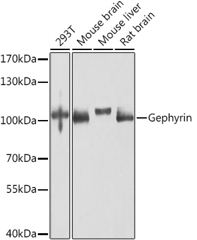 GPHN Polyclonal Antibody (E-AB-68426)