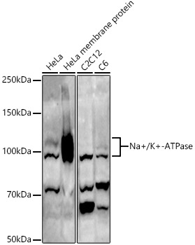 ATP1A1 Polyclonal Antibody (E-AB-62634)