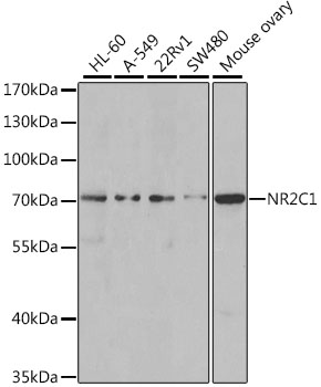 NR2C1 Polyclonal Antibody (E-AB-62246)
