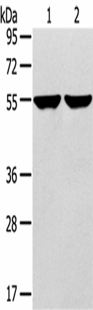 TRIM62 Polyclonal Antibody (E-AB-16921)