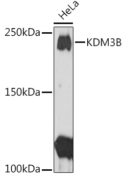 KDM3B Polyclonal Antibody (E-AB-92468)