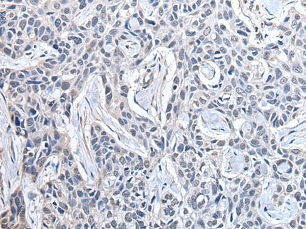 PPIG Polyclonal Antibody (E-AB-18274)