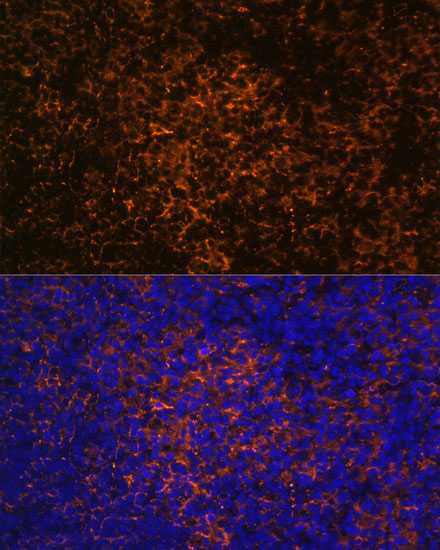 ICOS Polyclonal Antibody (E-AB-67295)