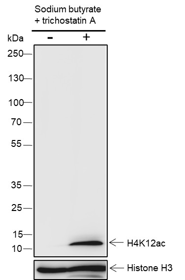 Recombinant Histone H4 (Acetyl Lys12) Monoclonal Antibody (AN301411L)