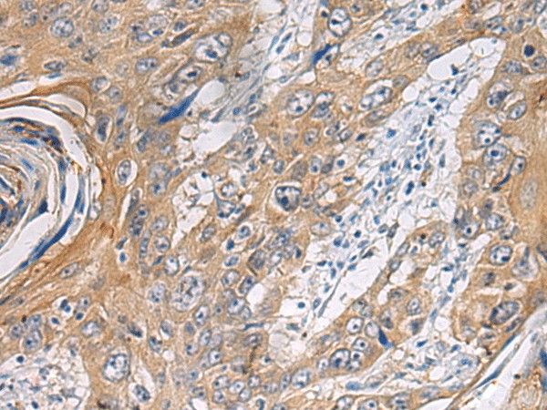 PA2G4 Polyclonal Antibody (E-AB-19268)