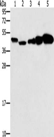 PPAT Polyclonal Antibody (E-AB-15074)