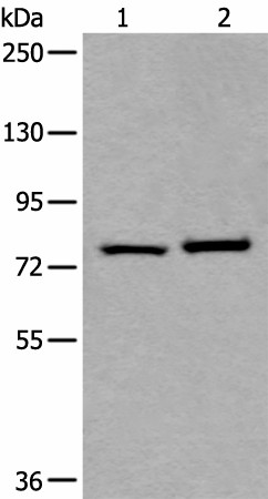 RIPK1 Polyclonal Antibody (E-AB-18284)