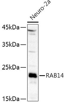 RAB14 Polyclonal Antibody (E-AB-90472)