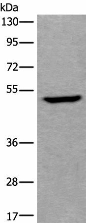UMPS Polyclonal Antibody (E-AB-52440)
