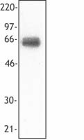 Purified anti-human CD354 (TREM-1) Antibody (314902)