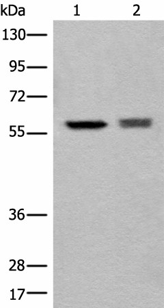 ATL3 Polyclonal Antibody (E-AB-18527)