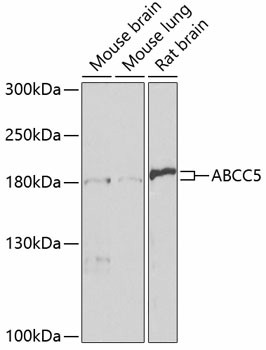 ABCC5 Polyclonal Antibody (E-AB-93378)