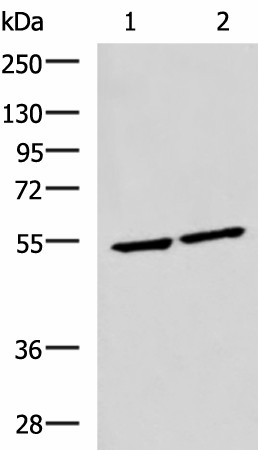 IRF2 Polyclonal Antibody (E-AB-19511)