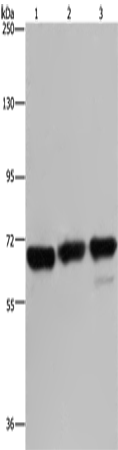PCK2 Polyclonal Antibody (E-AB-15206)