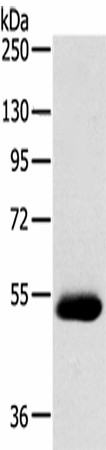 SERINC4 Polyclonal Antibody (E-AB-53330)