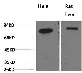 HSPA5 Monoclonal Antibody (E-AB-22167)