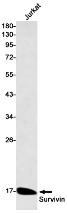 Recombinant Survivin Monoclonal Antibody (E-AB-81609)