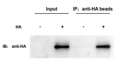 Anti-HA Nanobody Immunomagnetic Beads (EA-IP-002MN)