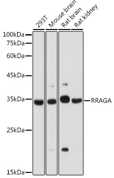 RRAGA Polyclonal Antibody (E-AB-91050)