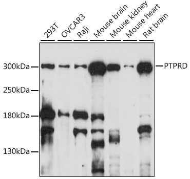 PTPRD Polyclonal Antibody (E-AB-93140)