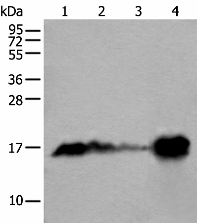 MB Polyclonal Antibody (E-AB-18263)